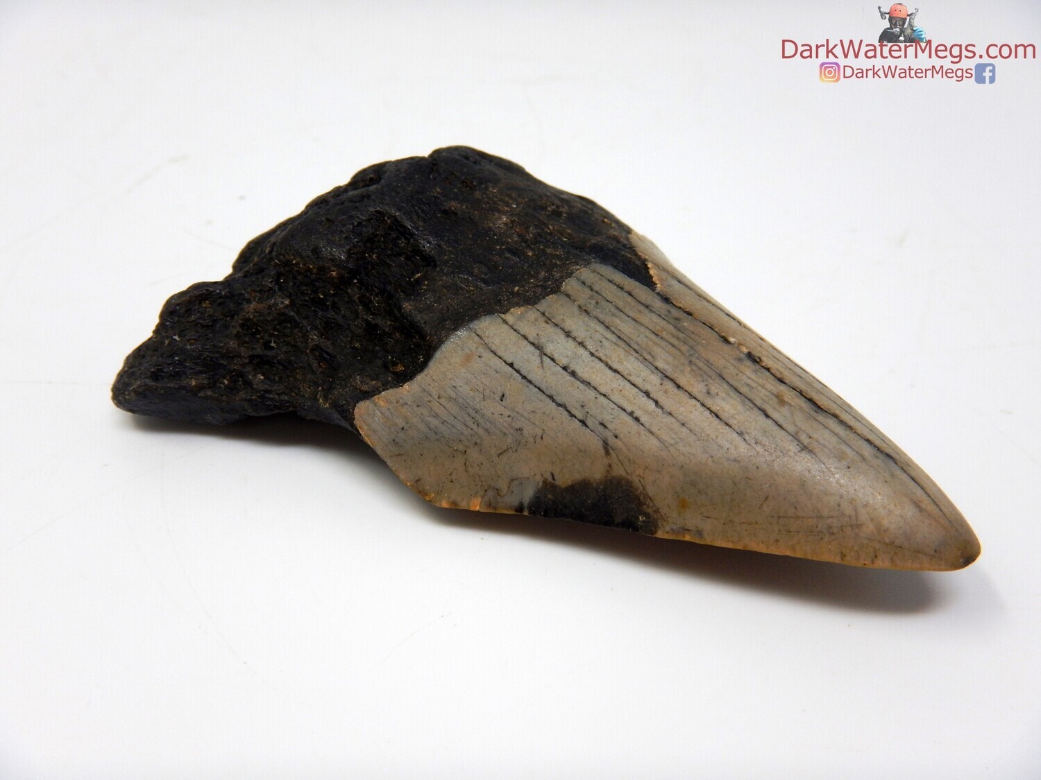 3.11&quot; dark rooted megalodon fossil