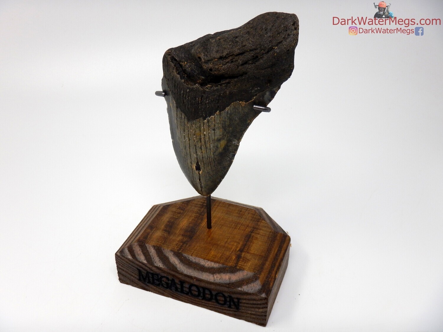 5.34&quot; dark megalodon with wood stand