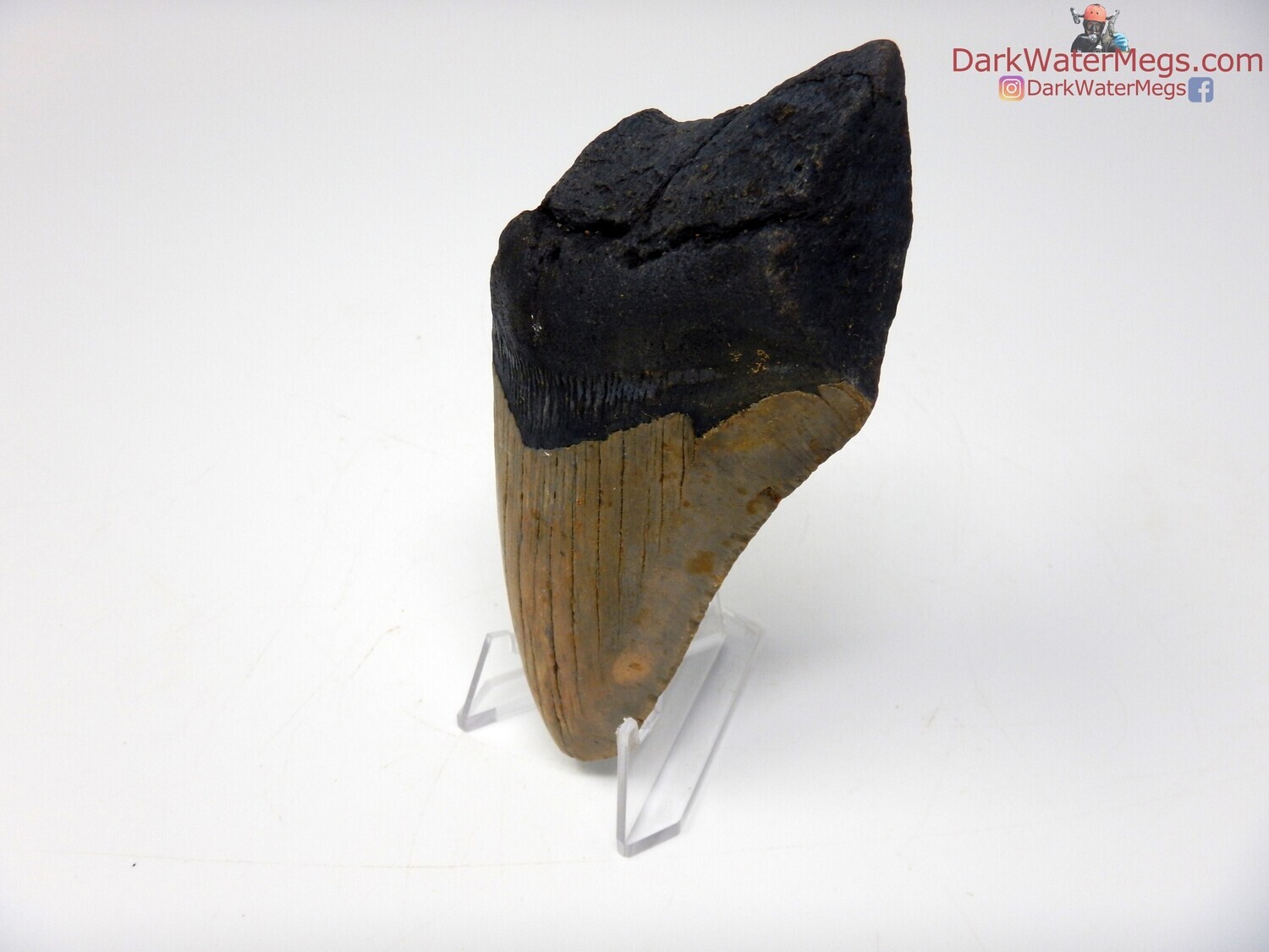 4.62&quot; bargain fossil megalodon with clear stand