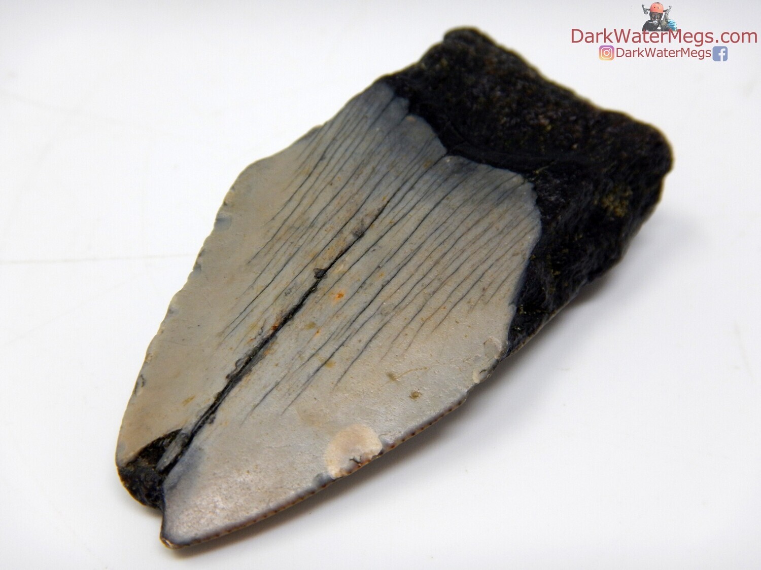 2.54&quot; budget friendly megalodon fossil