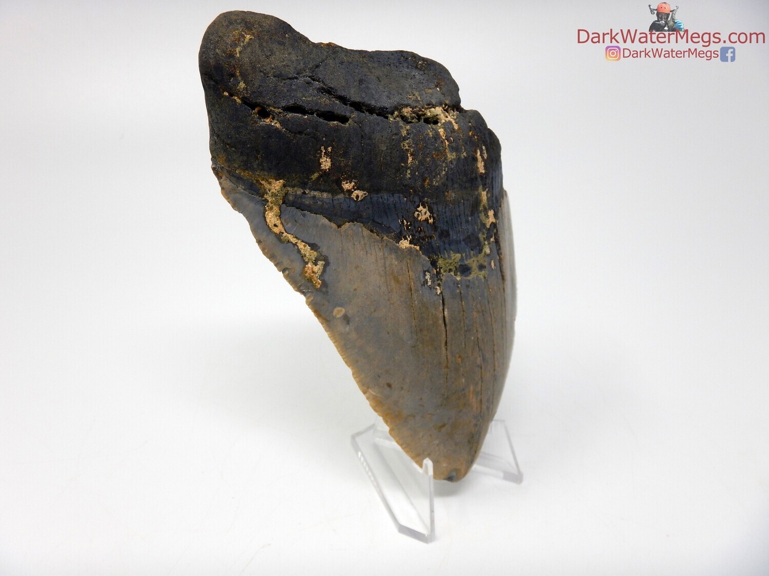5.53&quot;  fossilized megalodon with clear stand
