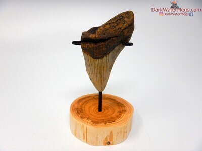 3.48" fossil megalodon with wood stand