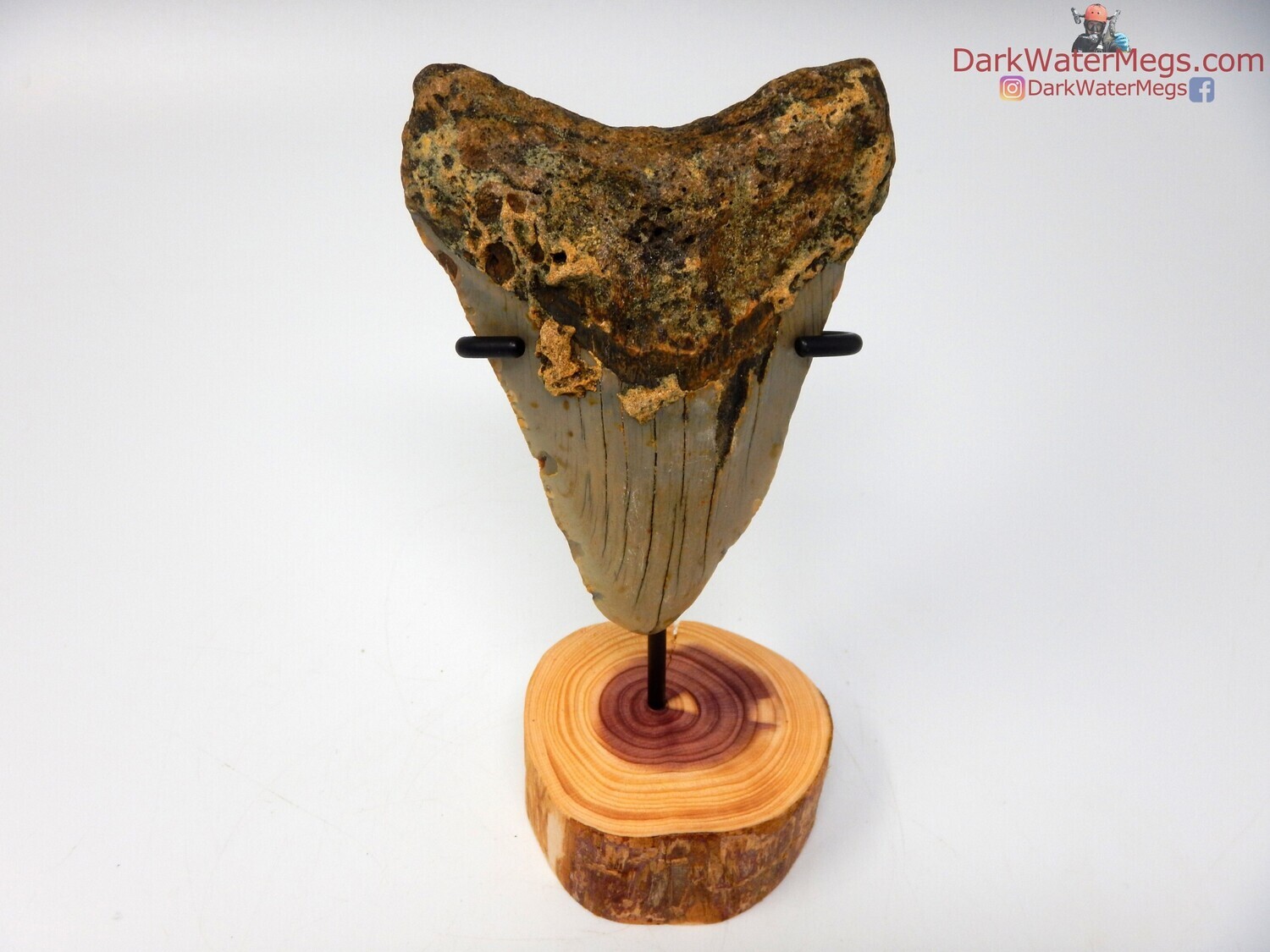 3.87&quot; megalodon fossil with wood stand