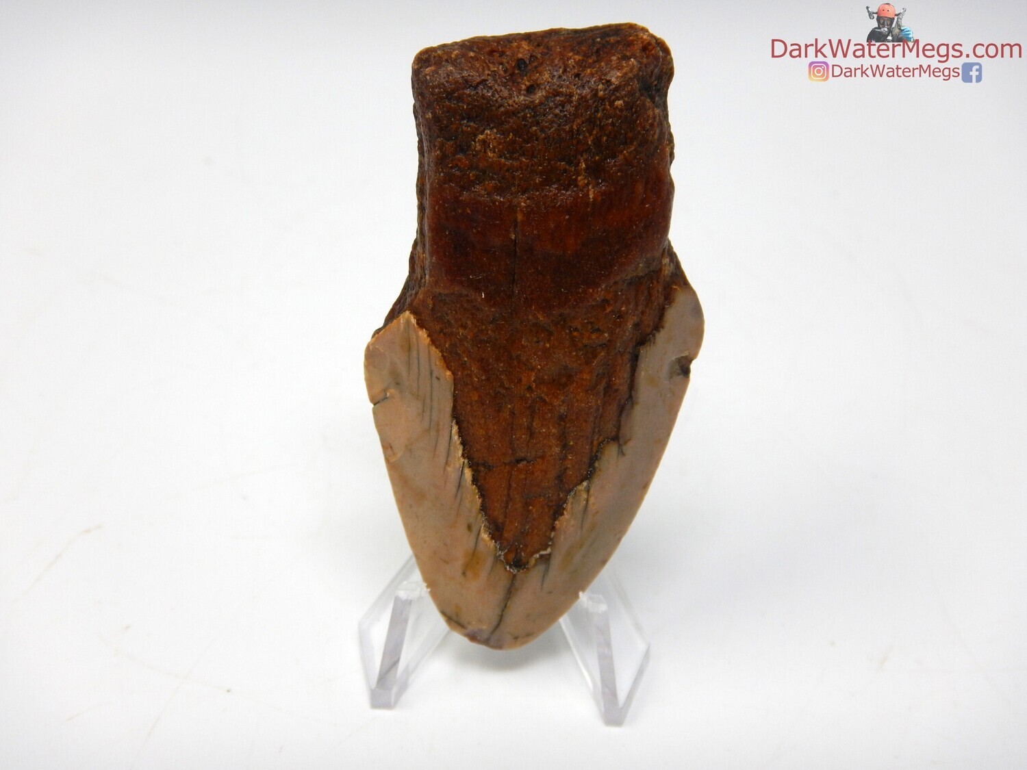 2.71&quot; budget megalodon fossil with clear stand