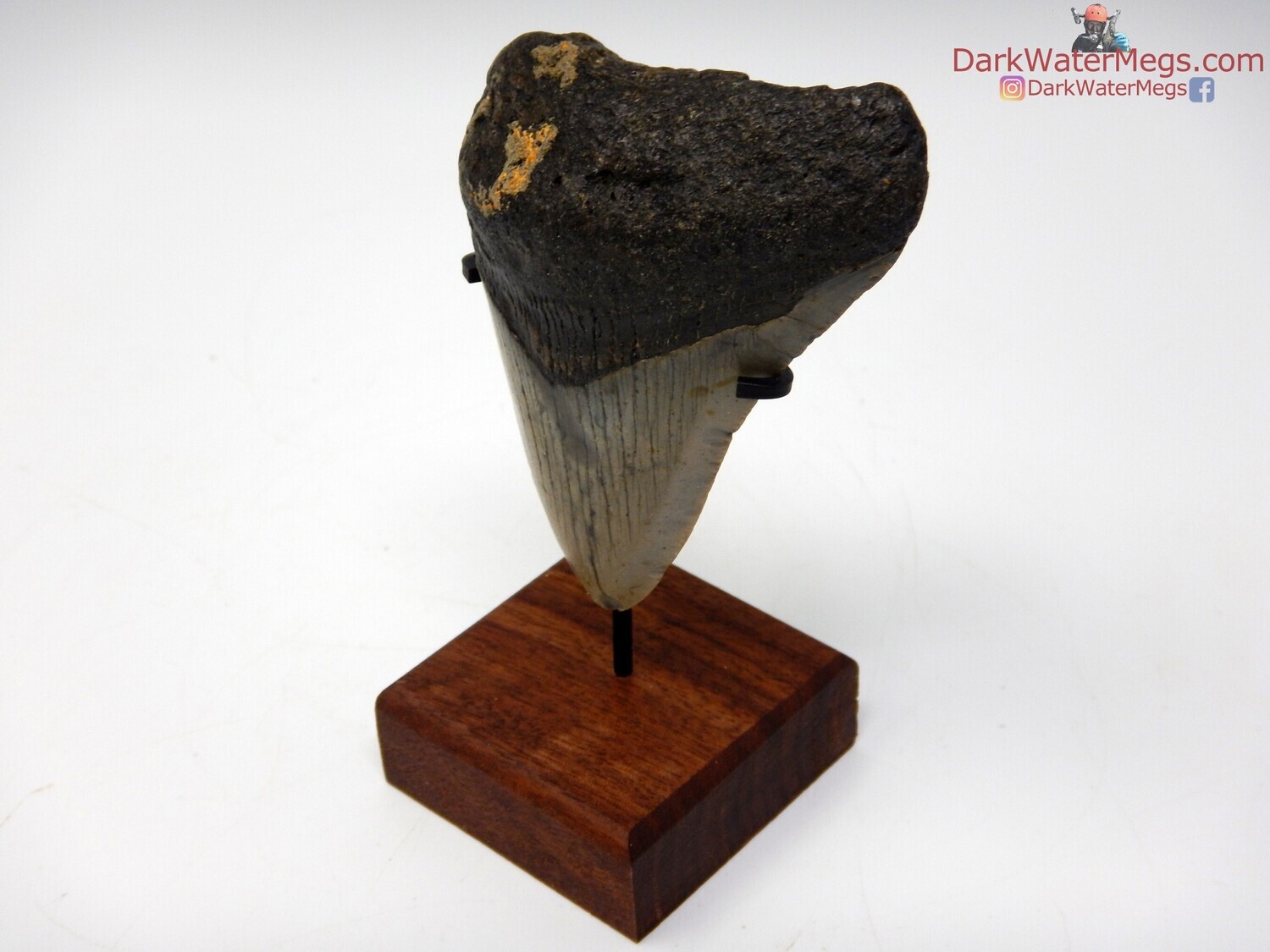 3.03&quot; dark megalodon fossil with stand