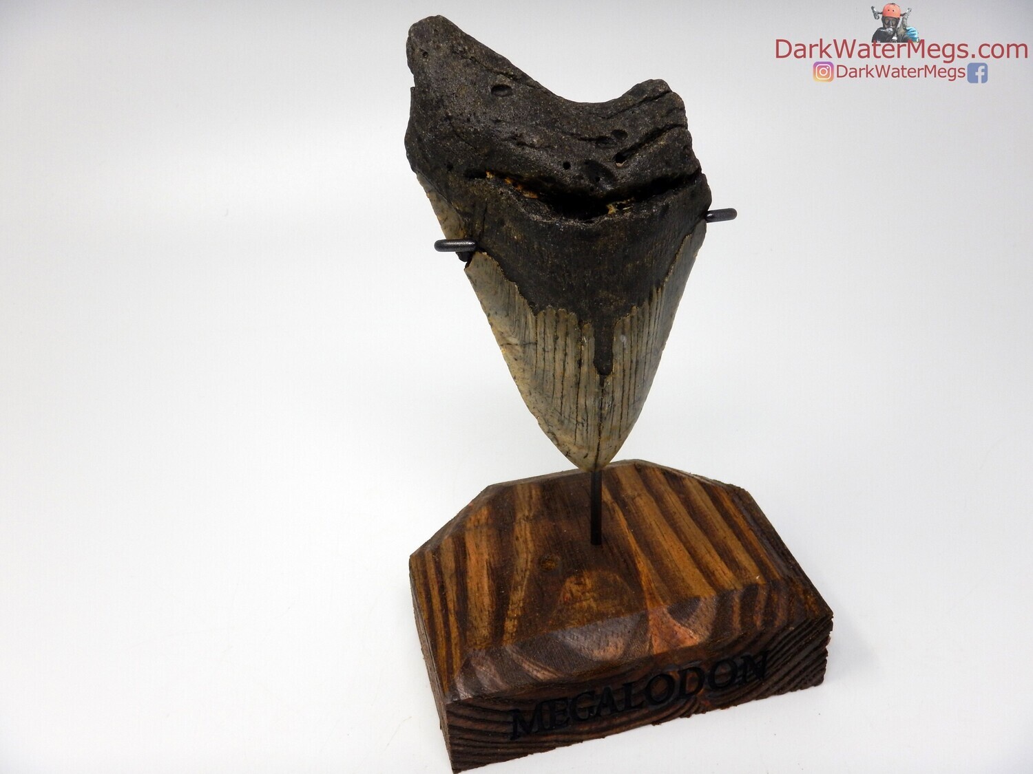 5.13&quot; bargain megalodon with wood stand