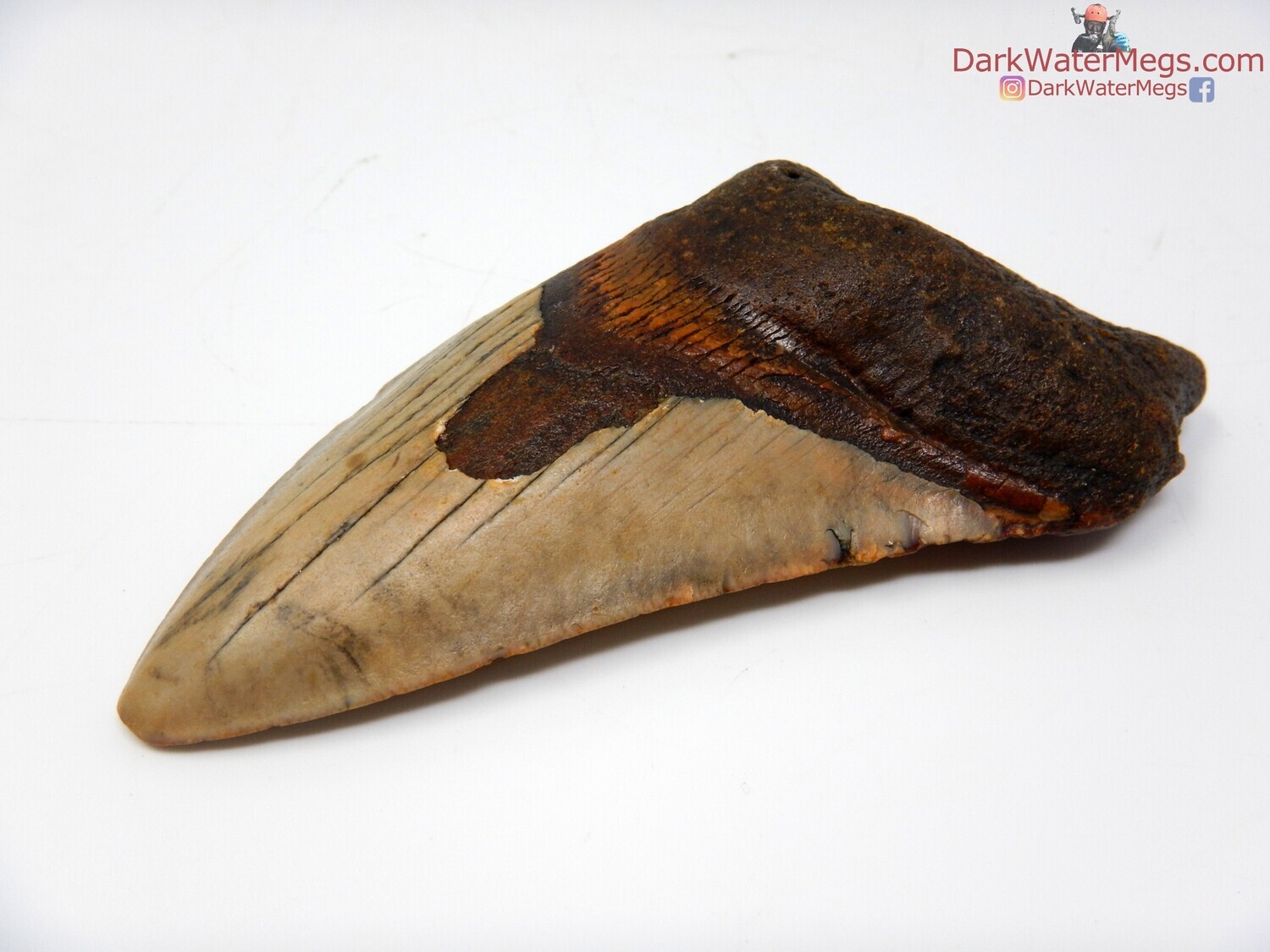 4.06&quot; fossil megalodon