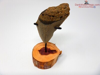 3.83" light colored fossil megalodon with wood stand