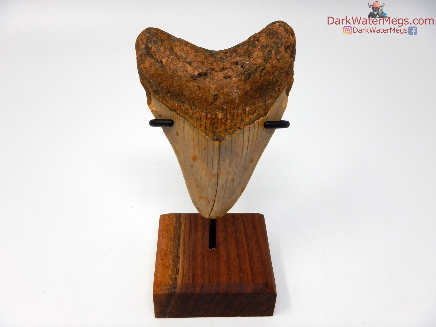 3.69&quot; beautiful megalodon fossil with stand