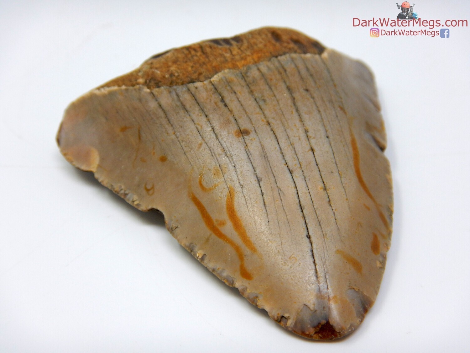 2.72&quot; megalodon fossil