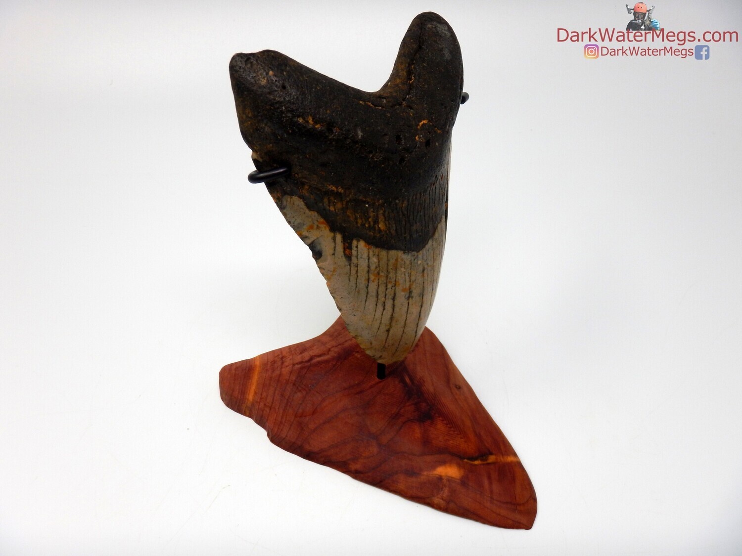 5.39&quot; large megalodon with wood megalodon stand