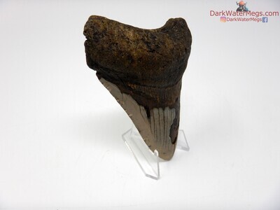 4.87" large fossil megalodon with clear stand