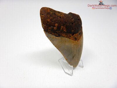 3.90" orange and tan megalodon with clear stand