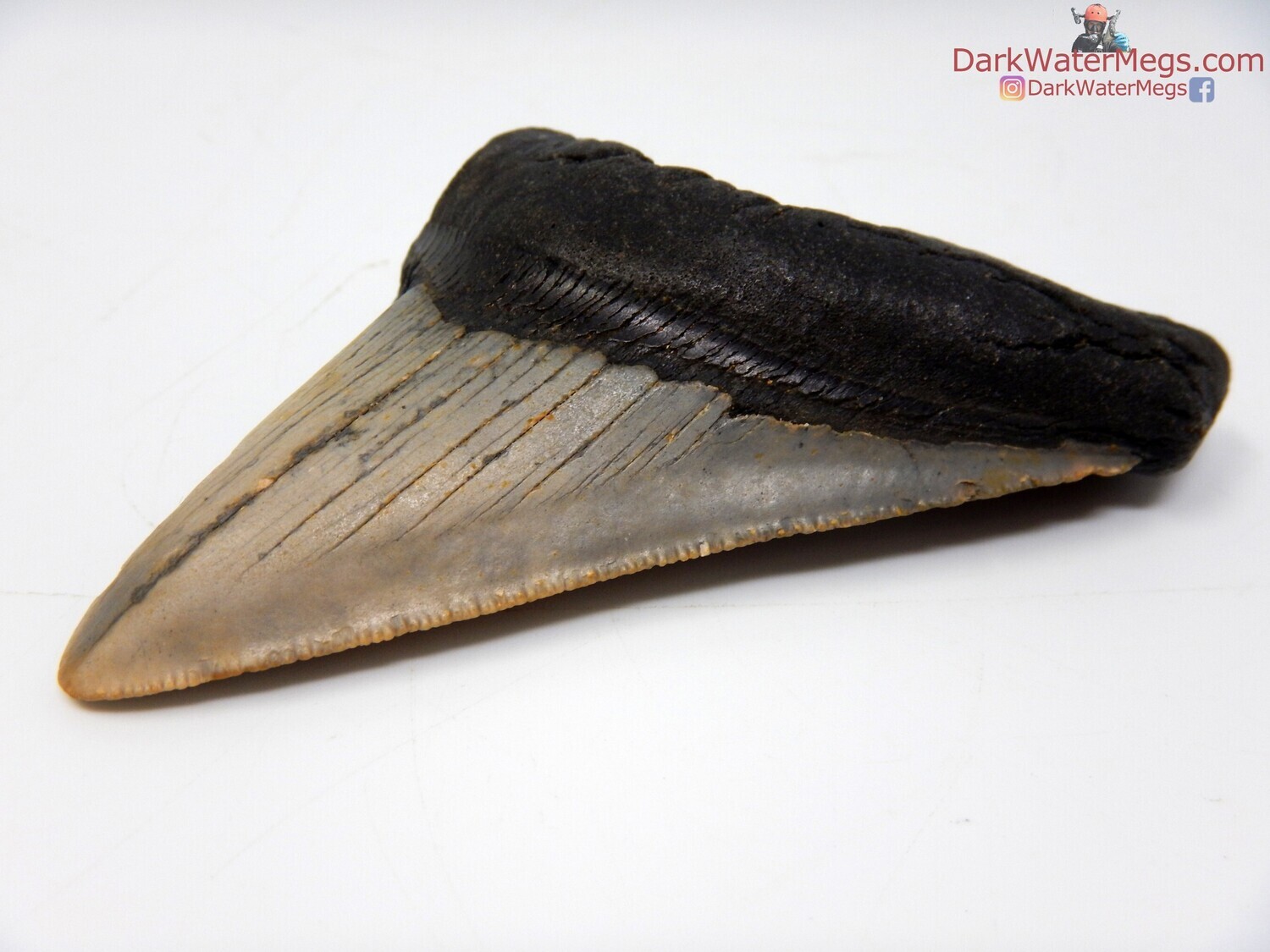 3.61&quot; very wide megalodon fossil