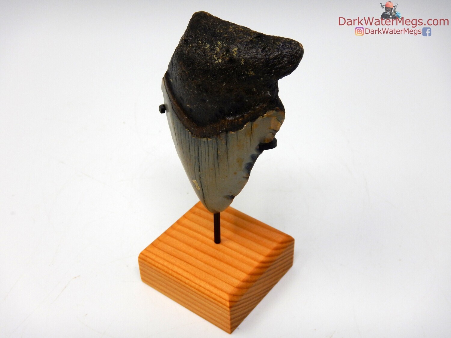 2.83&quot; dark megalodon fossil with stand