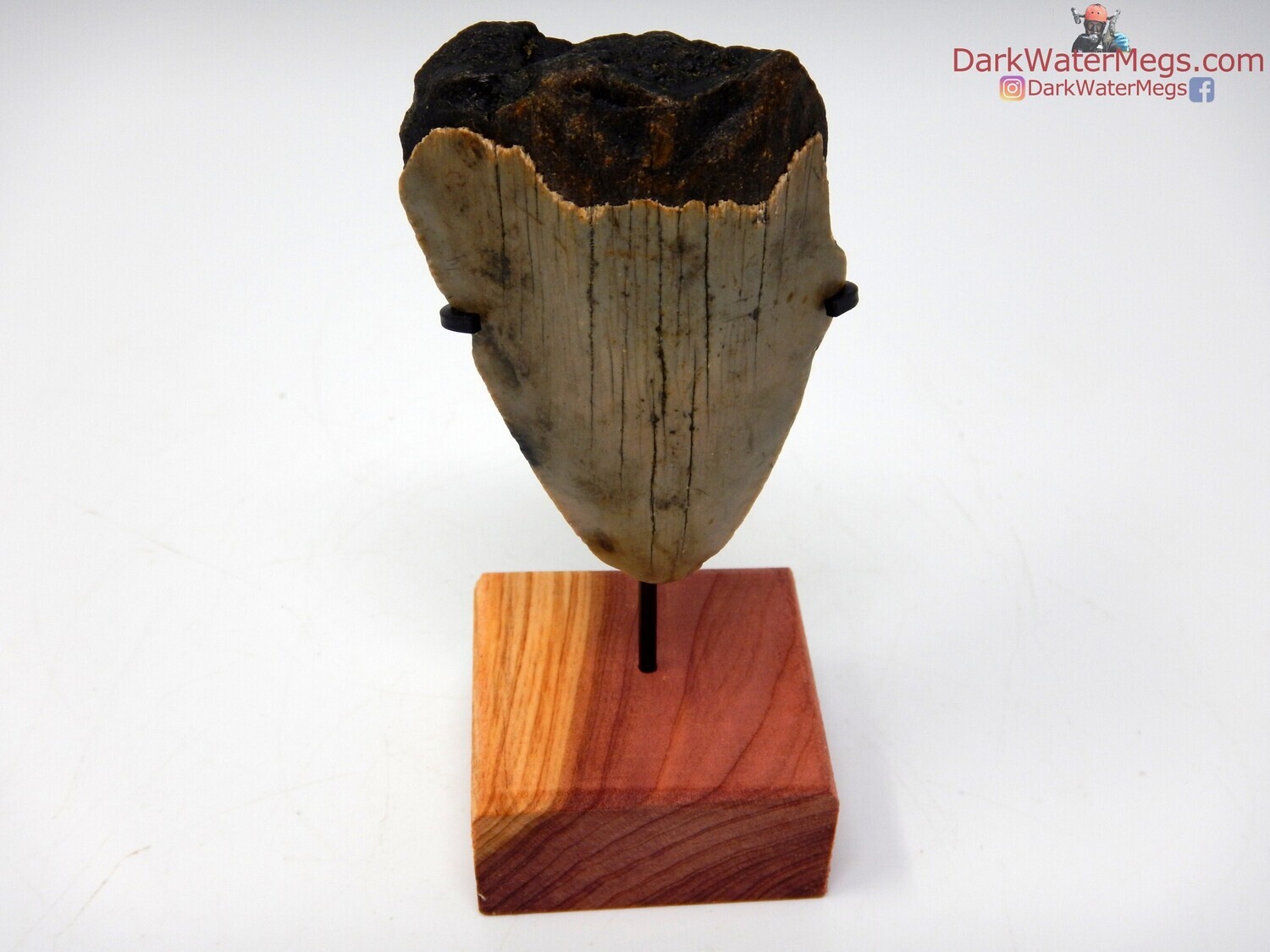 2.56&quot; megalodon fossil with wood stand