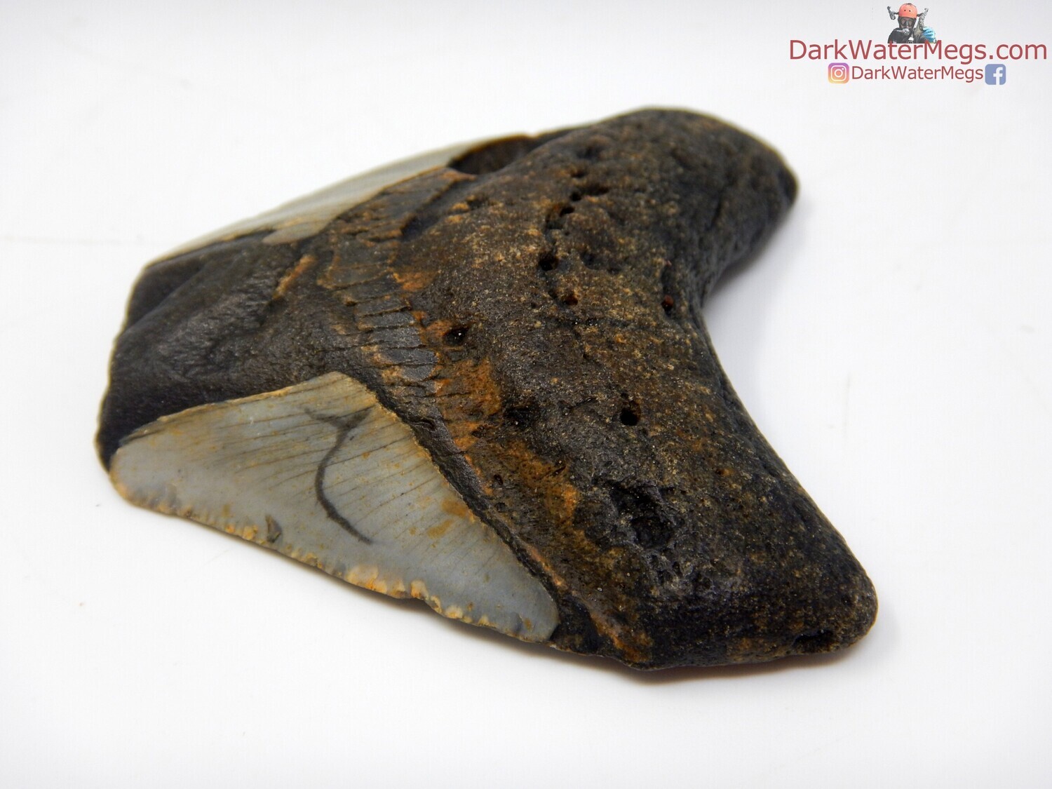 2.48&quot; wide rooted megalodon