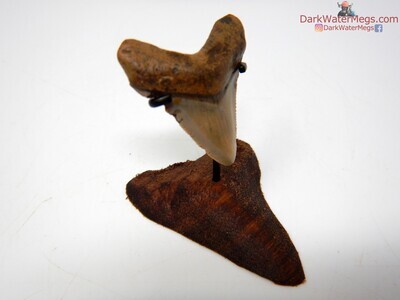 1.73" baby megalodon with wood megalodon stand