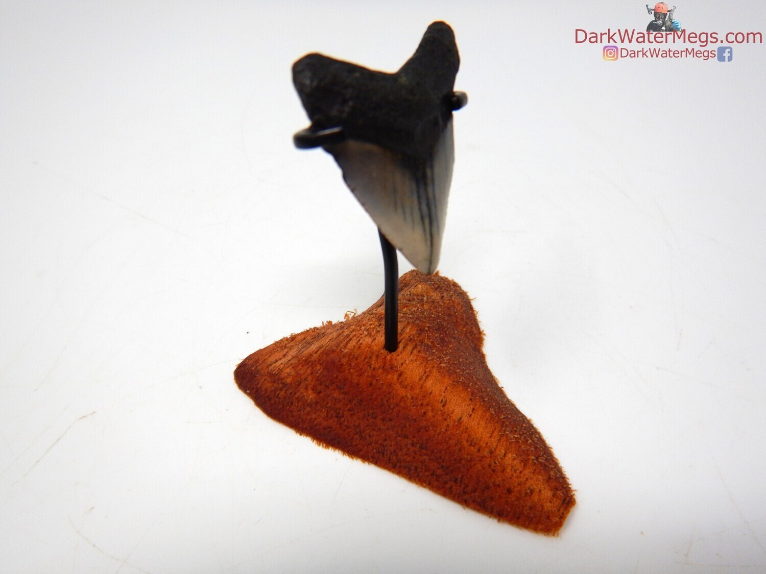 1.42&quot; baby megalodon with wood megalodon stand