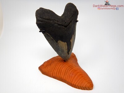 5.56" giant megalodon with wood megalodon stand
