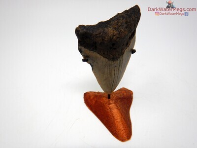 2.83" juvenile megalodon with wood megalodon stand