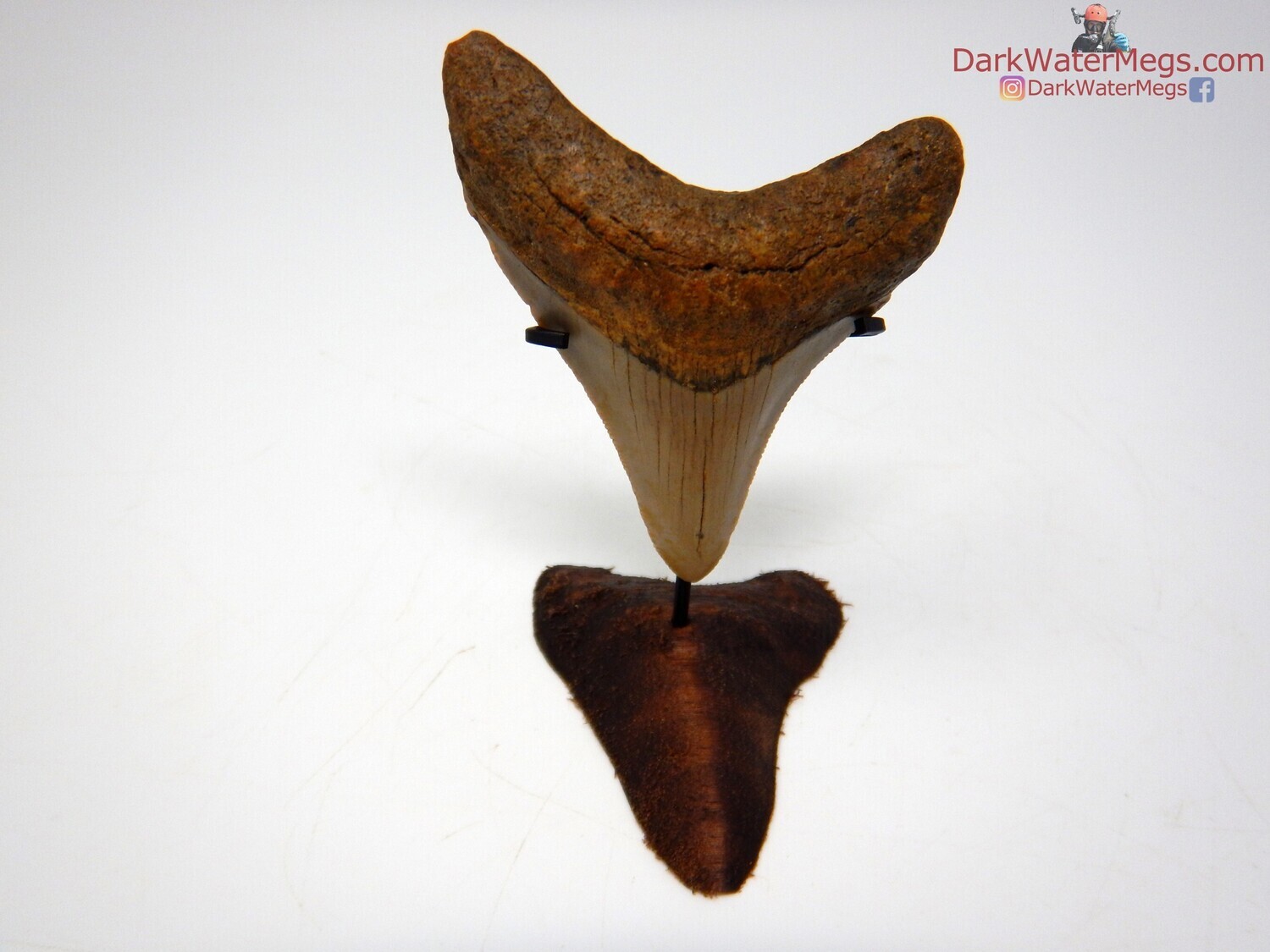 2.81&quot; juvenile megalodon with wood megalodon stand