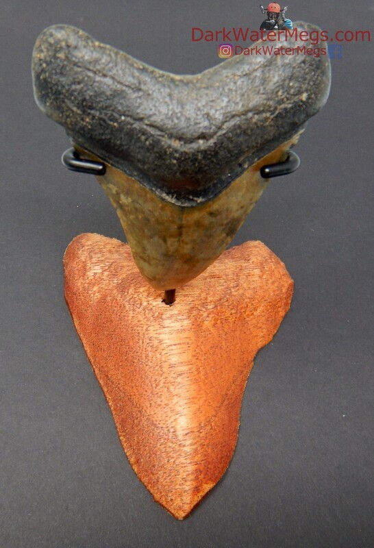 3.44" megalodon with wood megalodon stand