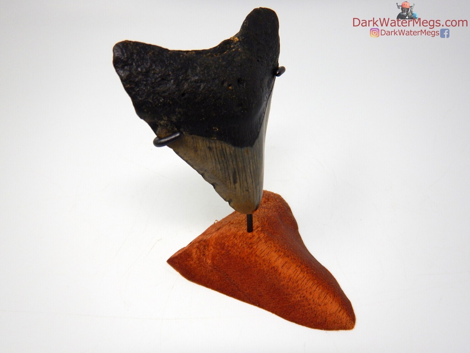 4.14&quot; large megalodon with wood megalodon stand