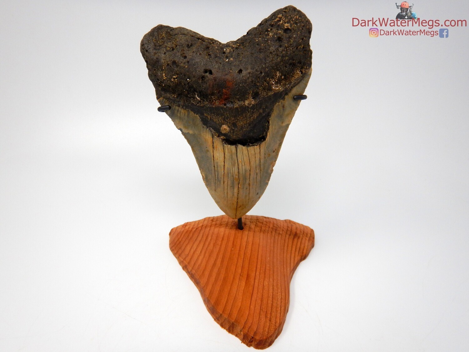5.94&quot; massive megalodon with wood megalodon stand