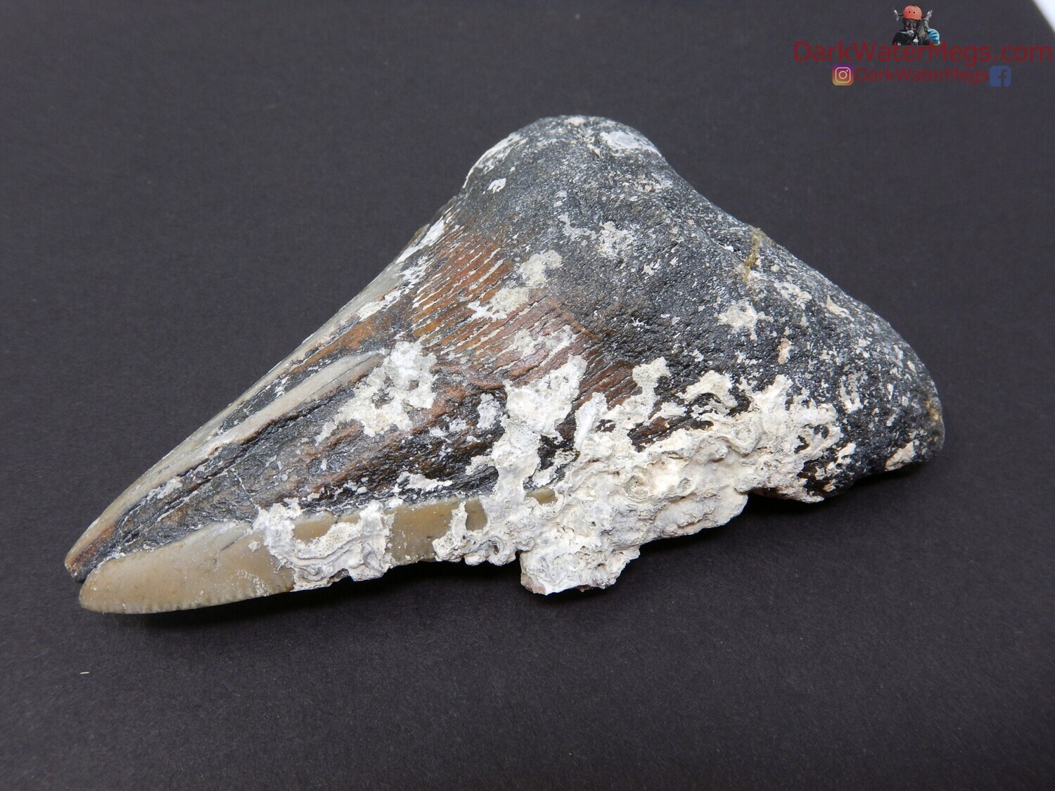 4.03&quot; uncleaned fossil megalodon
