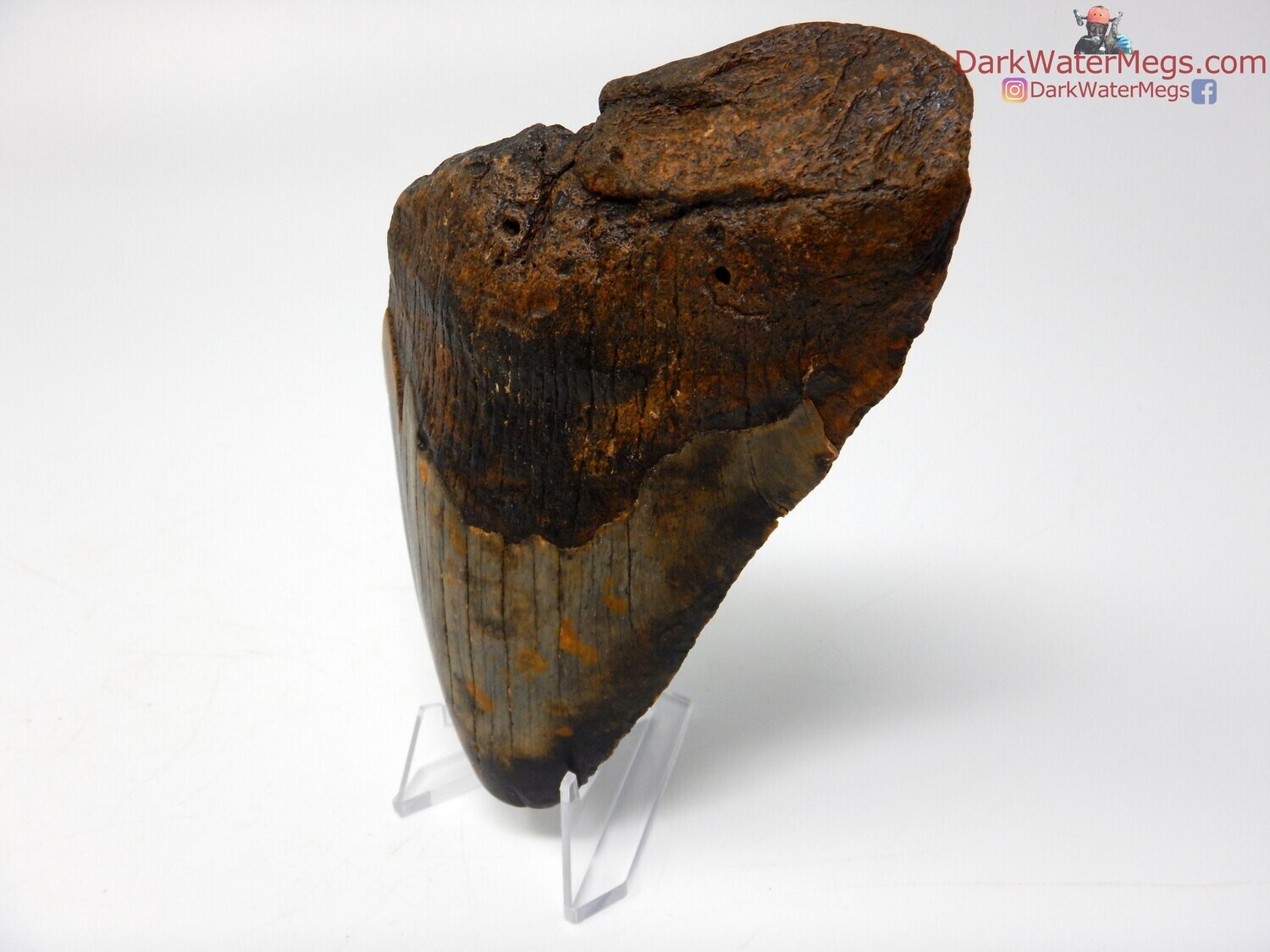 5.00&quot; ancient megalodon with stand