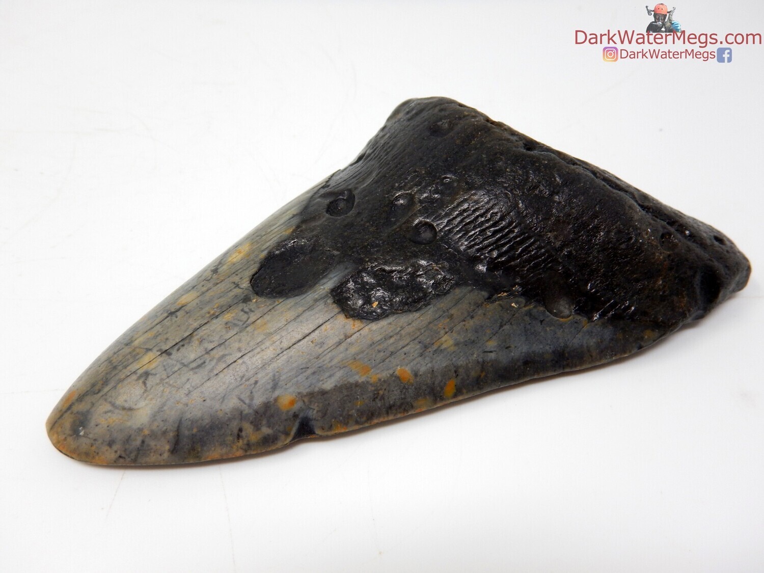 4.77&quot; large dark fossil megalodon