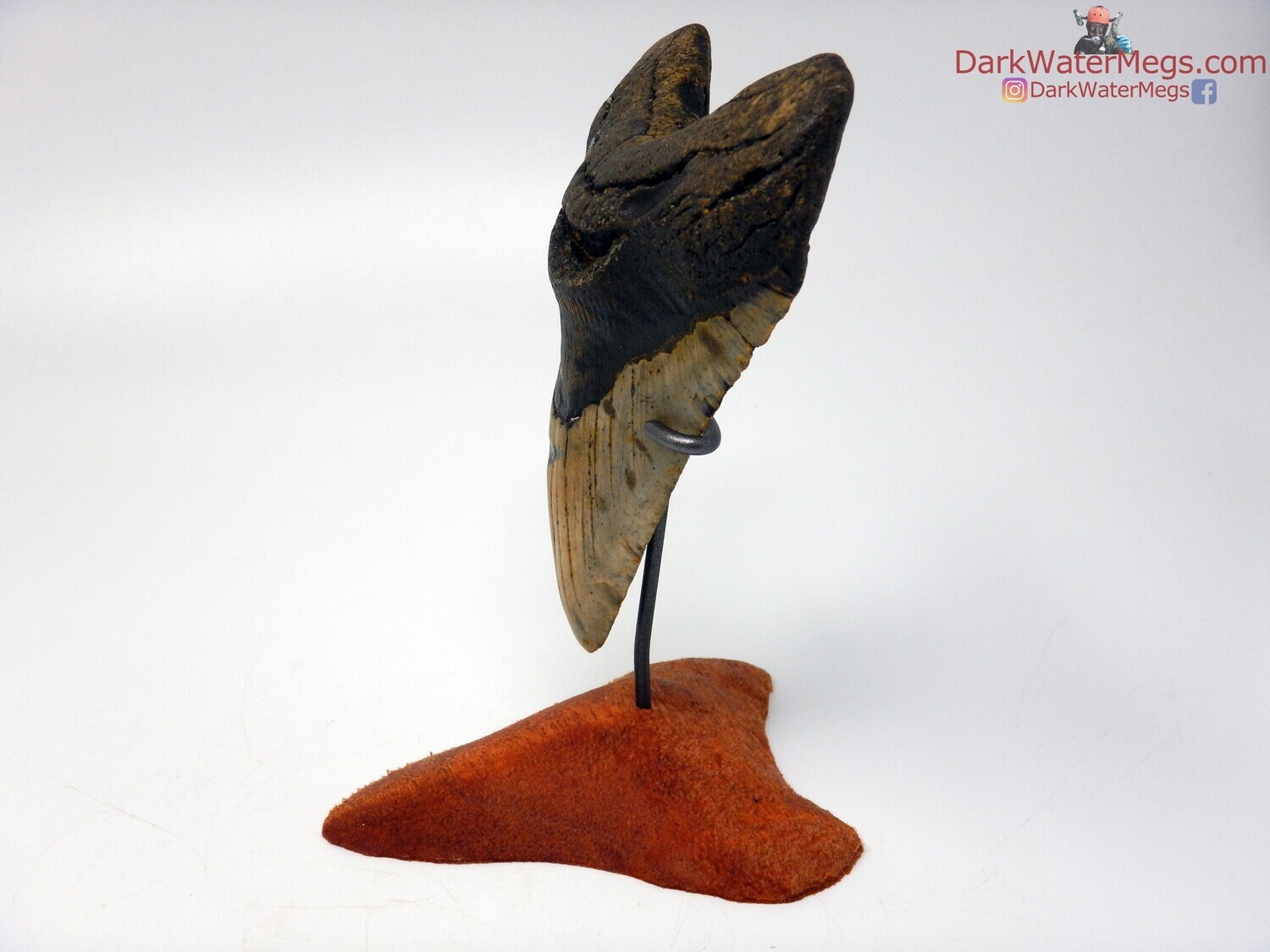 5.05&quot; large megalodon with tooth stand