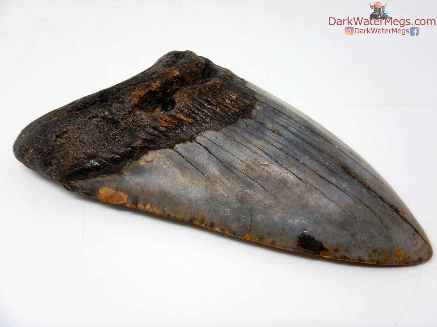 5.10&quot;  black megalodon fossil