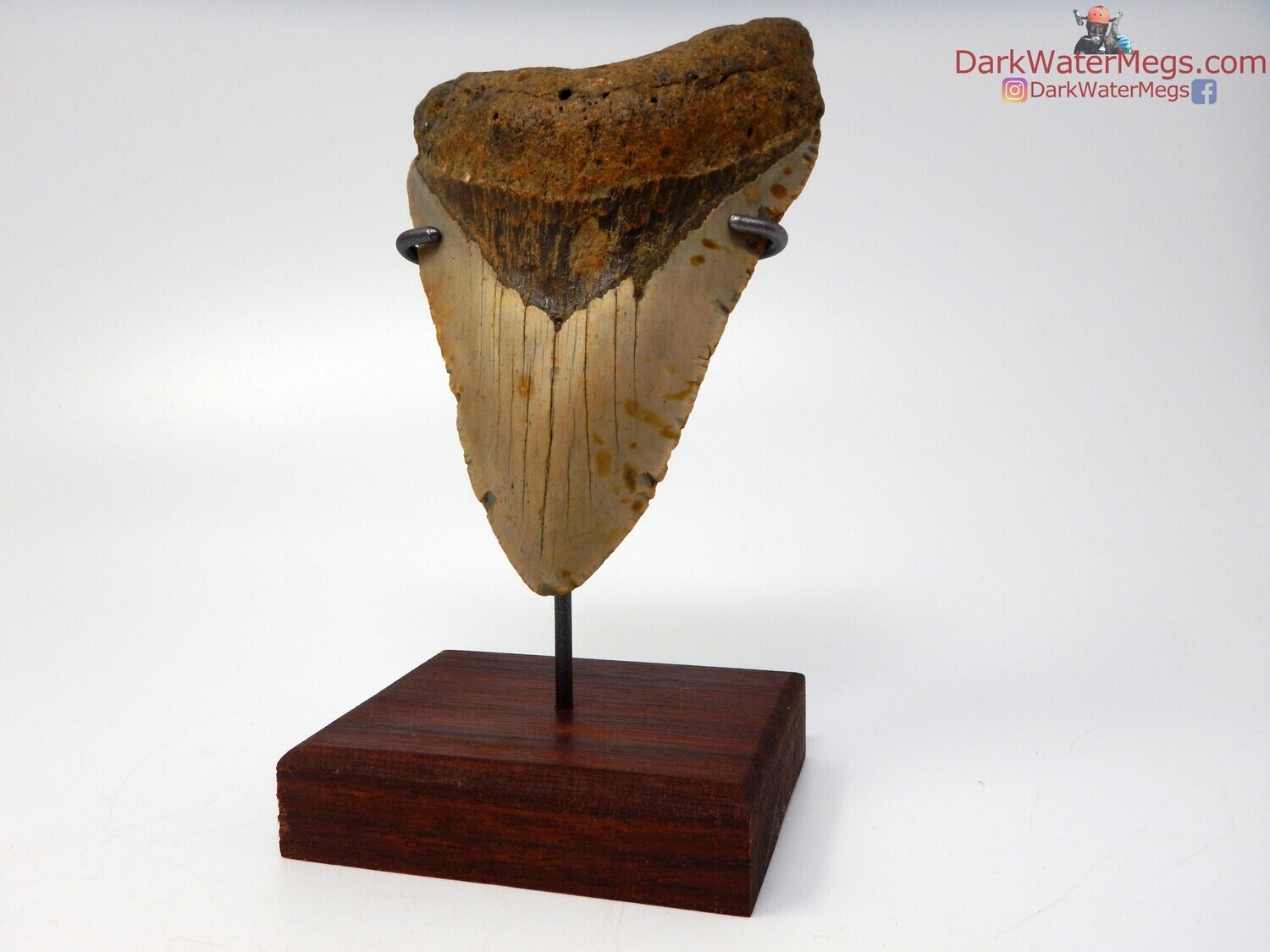 4.97&quot; large gorgeous megalodon