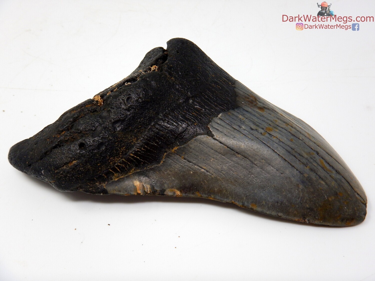 5.05&quot;  jet black rooted megalodon fossil
