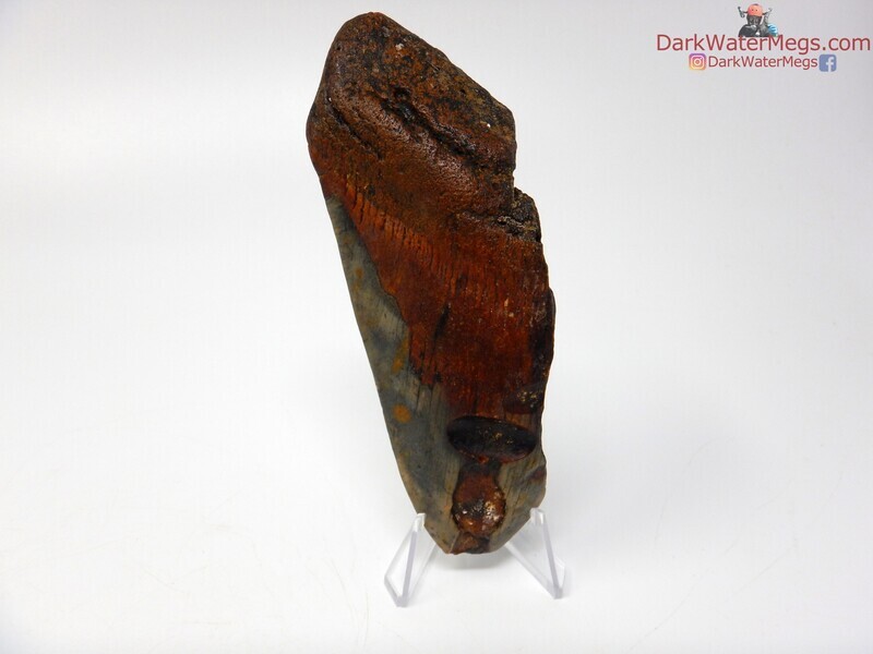 5.18" med core megalodon with stand