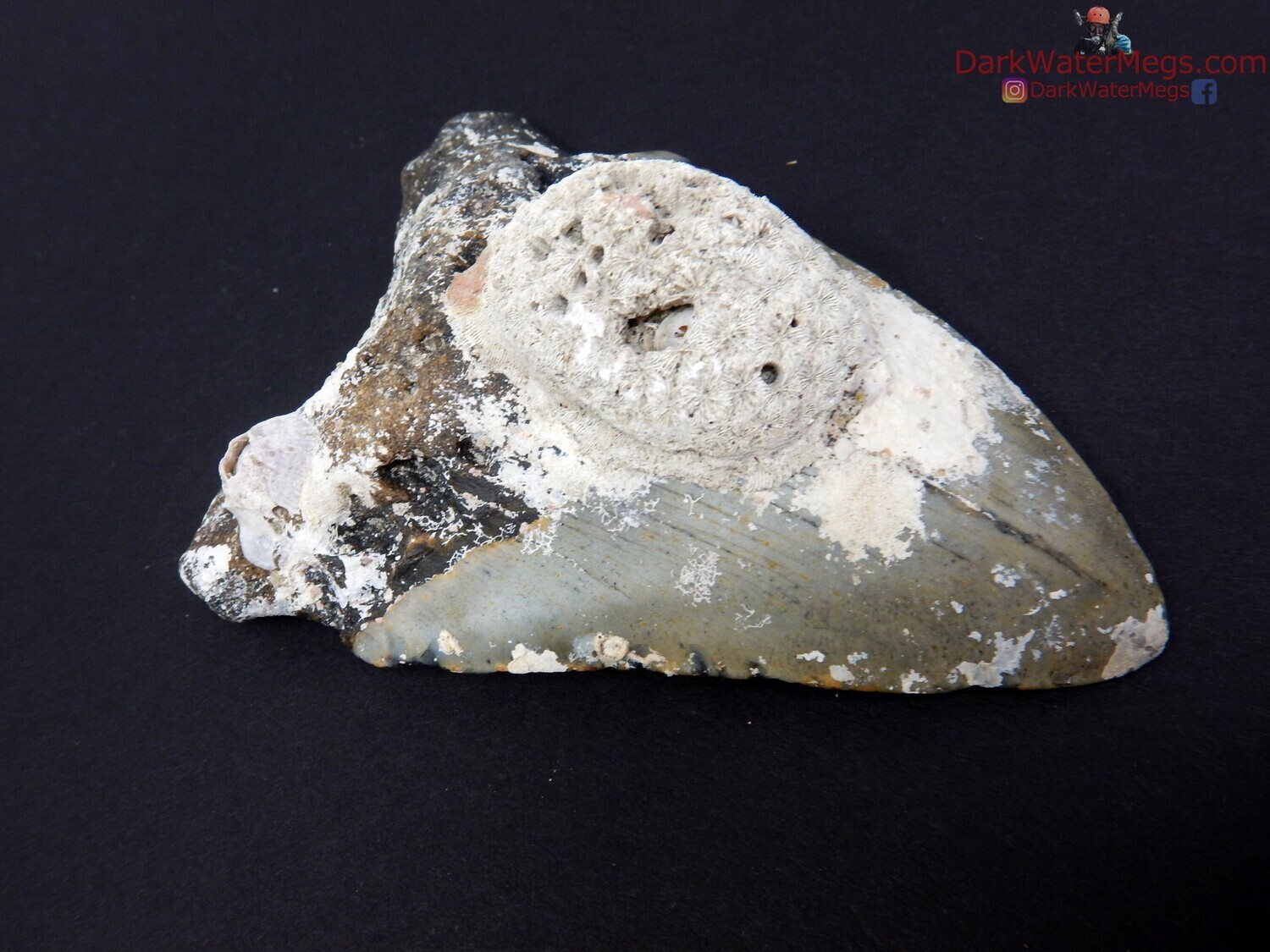 4.13&quot; uncleaned fossil megalodon