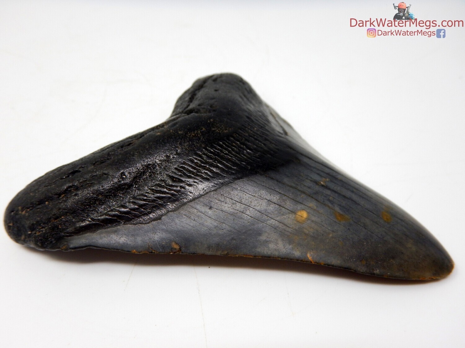 4.29&quot; shiny black megalodon fossil