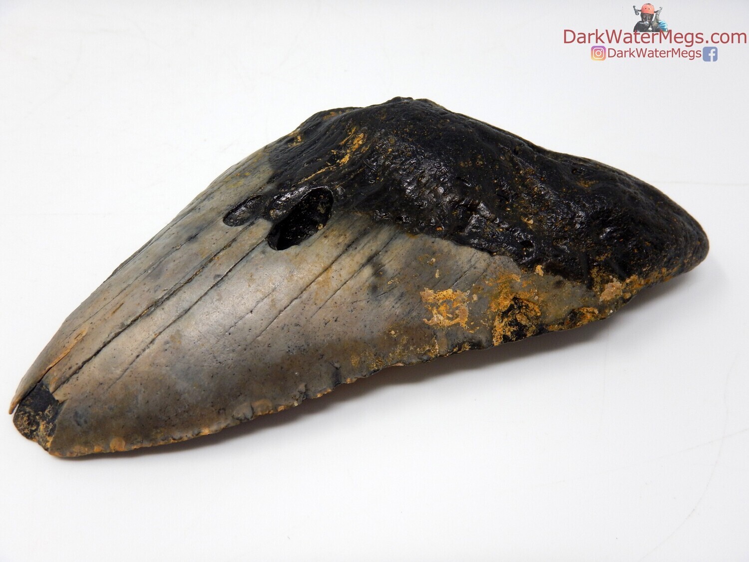 5.41&quot;  very large megalodon fossil