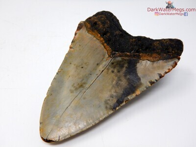 4.65" patterned bladed megalodon fossil