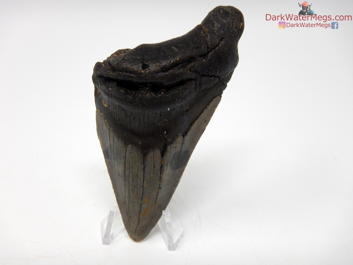 3.73&quot; slender black megalodon with stand