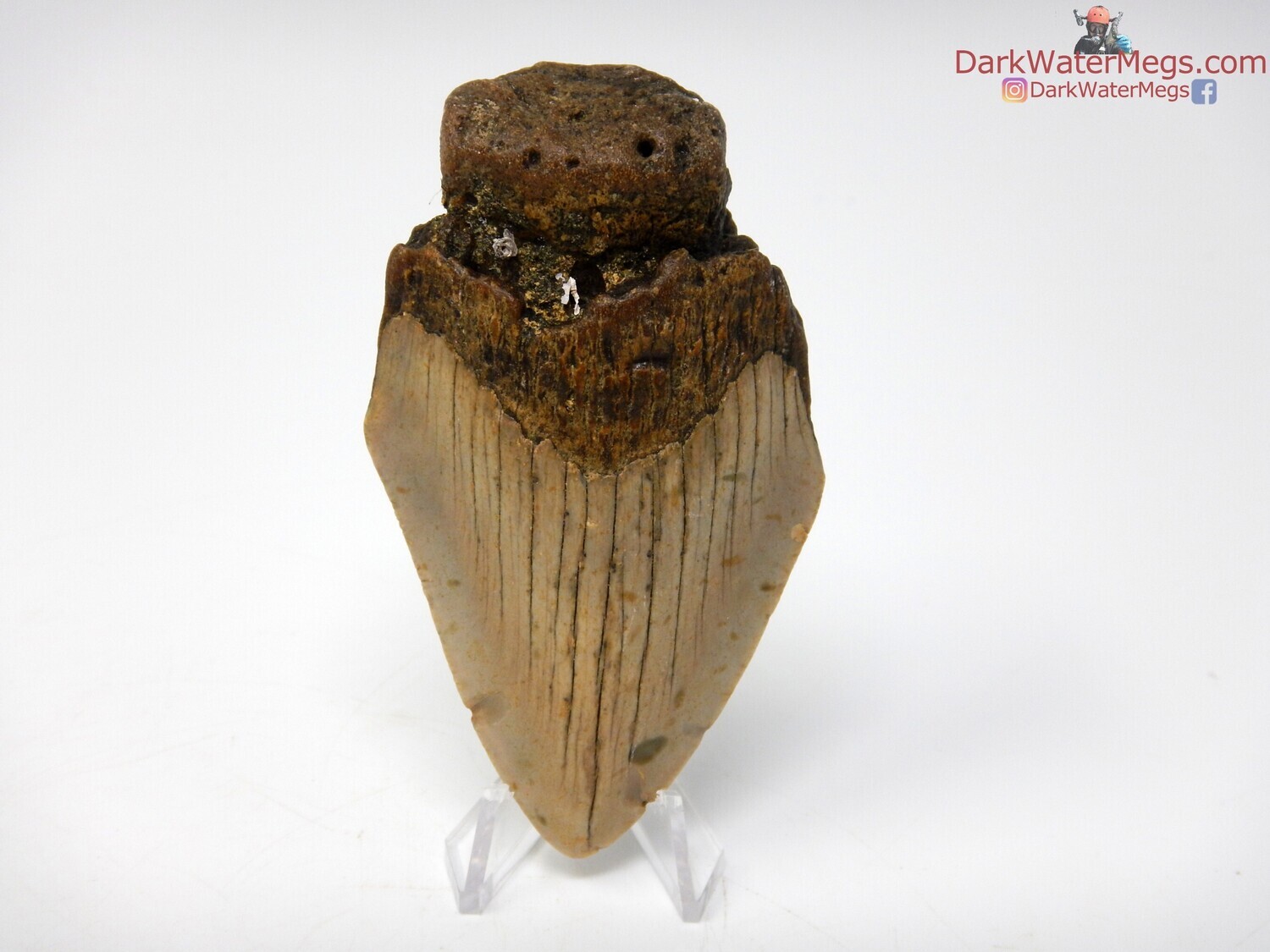 3.56&quot; tan bladed megalodon with stand