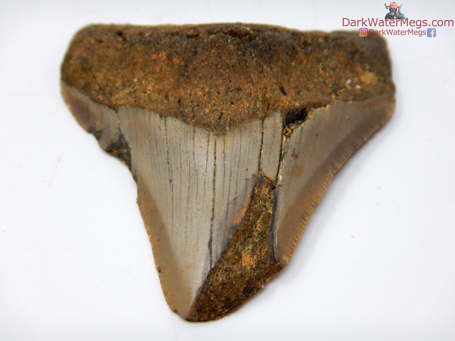2.93&quot; compression fractured megalodon fossil