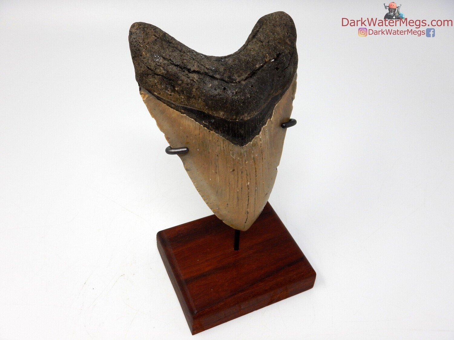 5.25&quot; beautiful megalodon with stand