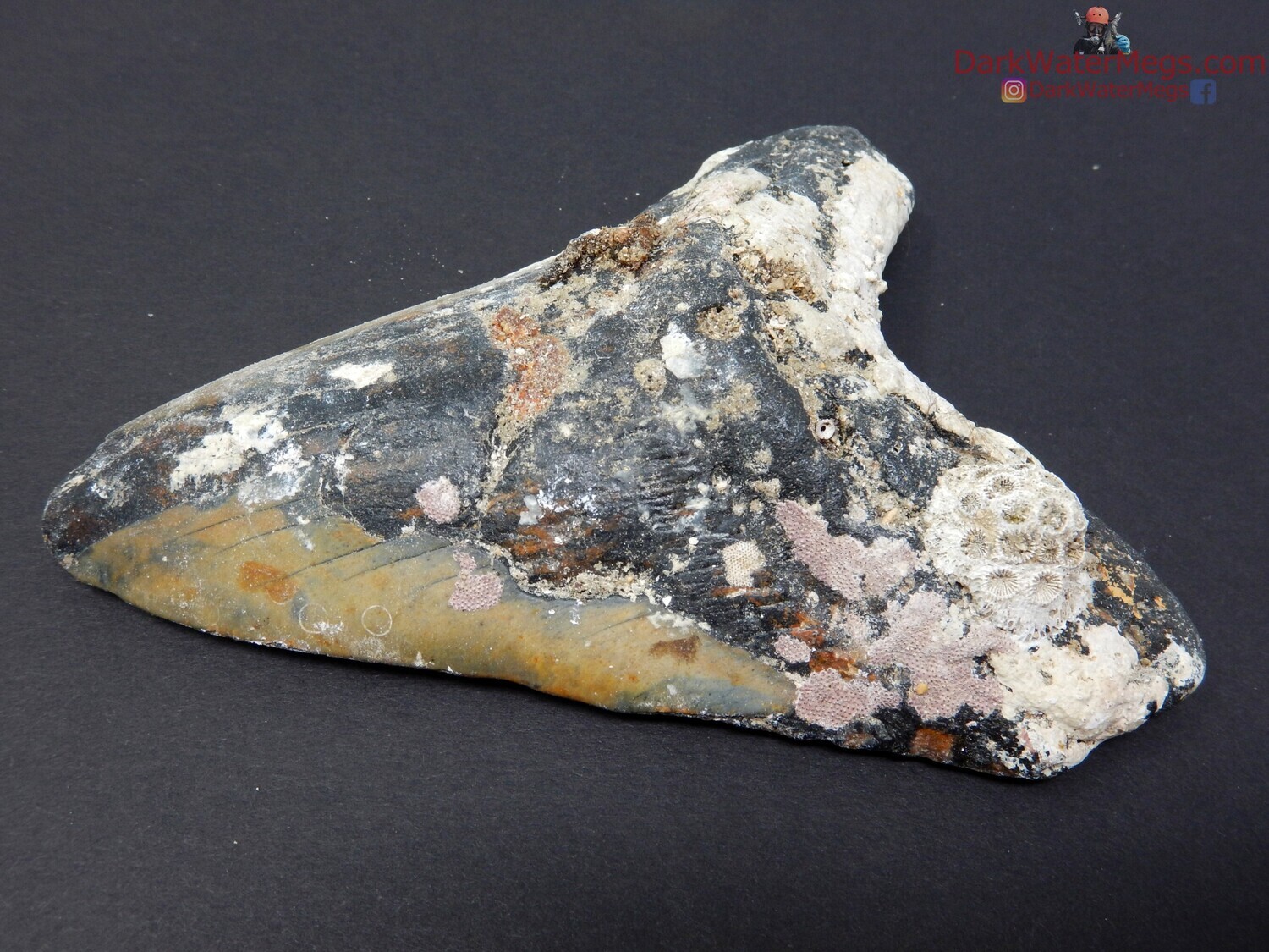 4.89&quot; large uncleaned fossil megalodon