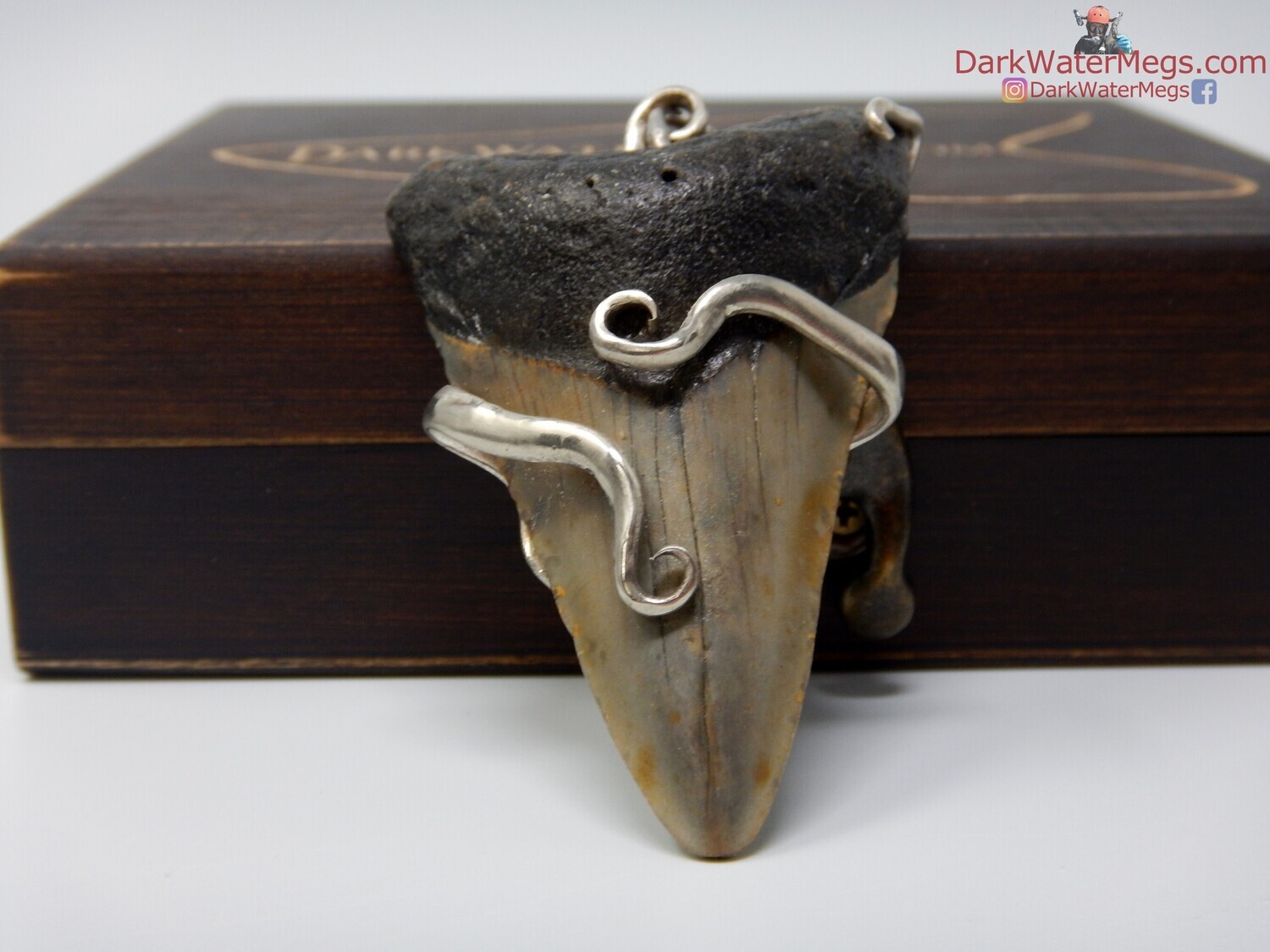 2.69&quot; fossil megalodon fork pendant