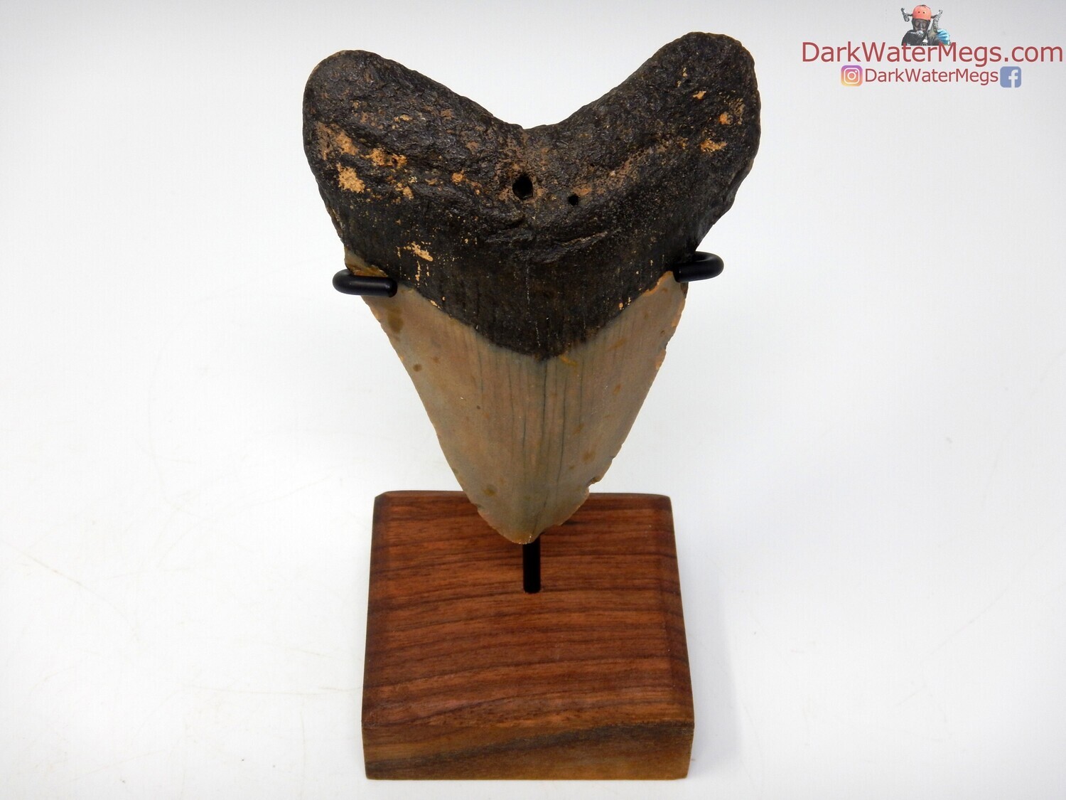 3.77&quot; striking megalodon with stand