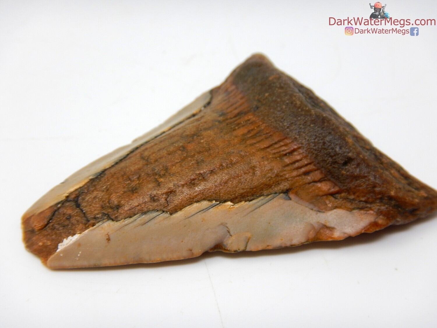 2.78&quot; orange and orange megalodon
