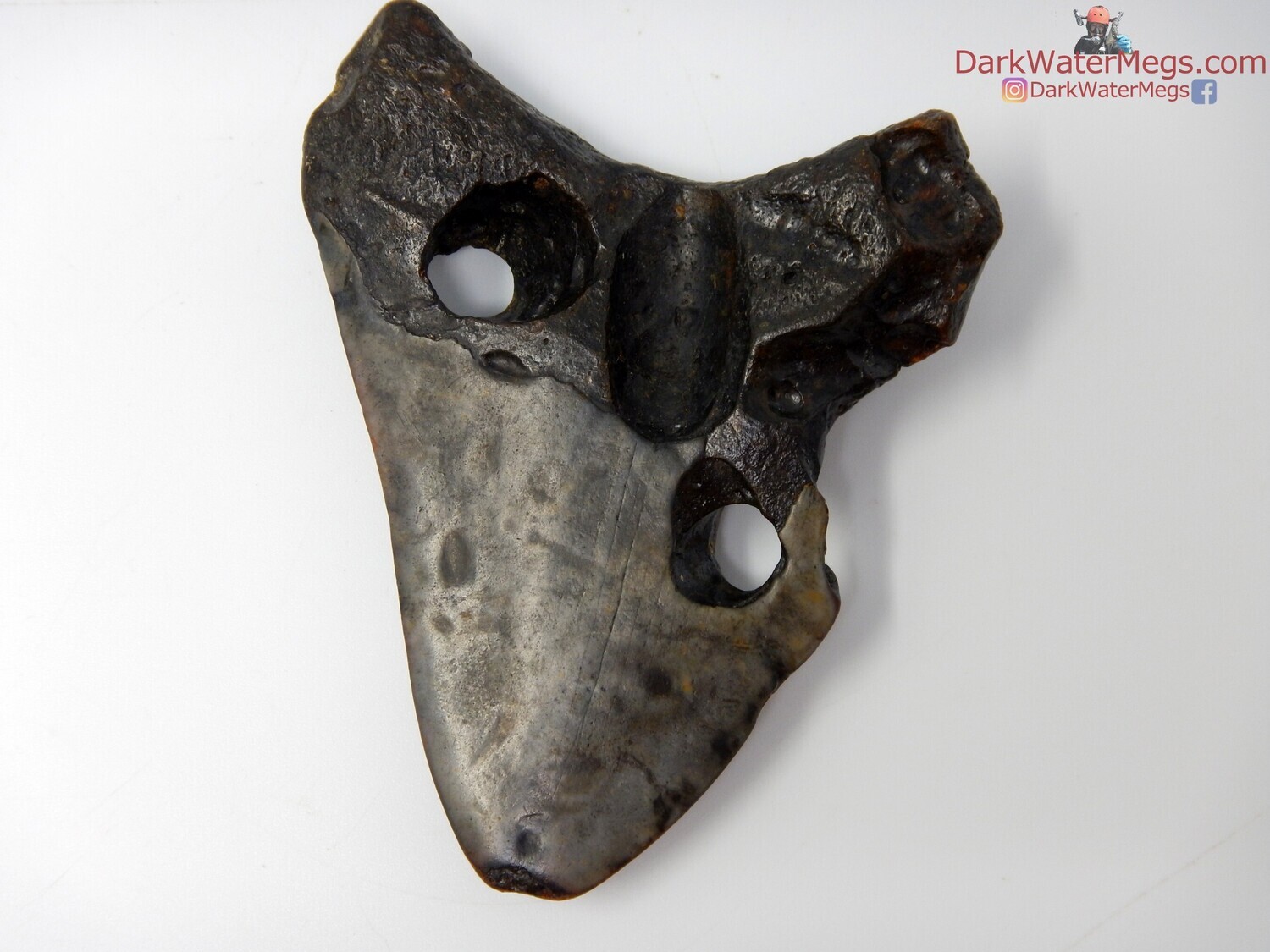 3.55&quot; unique boring clammed tooth